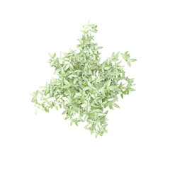 Bamboo Ornamental canvas Houseplant