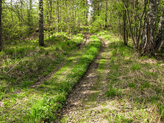 road leading through the taiga forest on a warm spring day