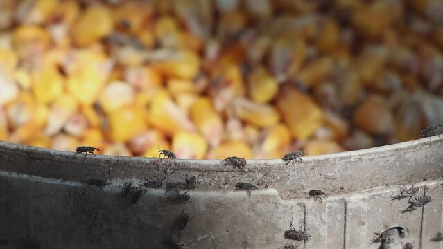 Pest Sitophilus granarius infects corn grain in a bucket