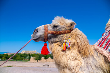 Bactrian camel on the background of historical places in Central Asia. A beautiful, elegant and...