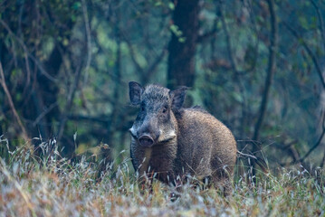 The Indian boar (Sus scrofa cristatus), also known as the Andamanese pig or Moupin pig is a subspecies of wild boar native to India.  Wild boars inhabit high grass or bushes, forests, and high crops.