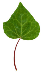 ivy leaf transparent PNG