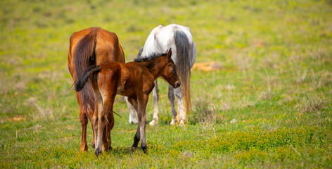 A herd of horses graze in the meadow in summer, eat grass, walk and frolic. Pregnant horses and foals, livestock breeding concept.