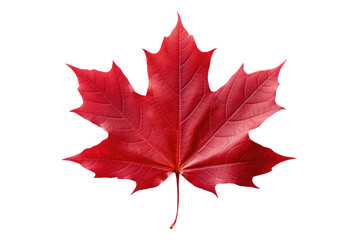 Crimson Beauty: A Solitary Red Maple Leaf on a Clear PNG or White Background.