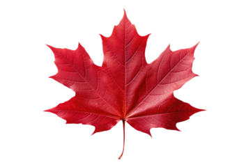 Crimson Beauty: A Solitary Red Maple Leaf on a Clear PNG or White Background.