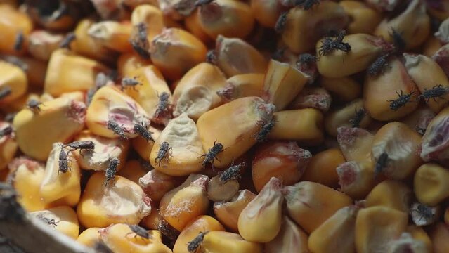 Spoiled corn attracts Sitophilus granarius, risking agriculture, livestock, and health due to poor storage