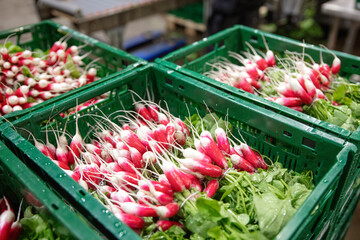 Radishes