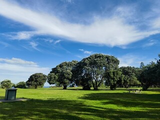 tree and sky