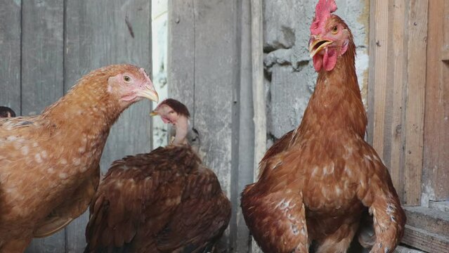 In the coop on the rustic farm, chickens are freely pecking, displaying their natural behavior