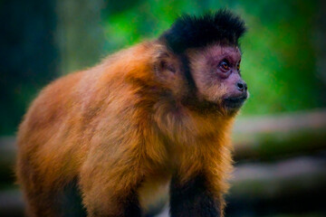 side view of capuchin monkey