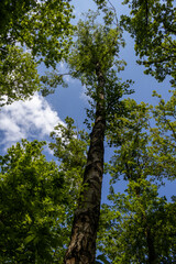 trees in the forest