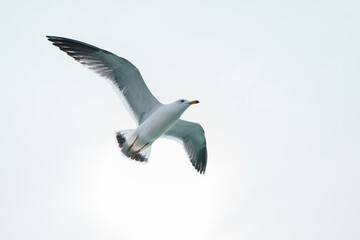 seagull in flight