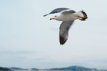 seagull in flight