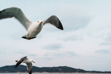 seagull in flight