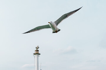 seagull in flight