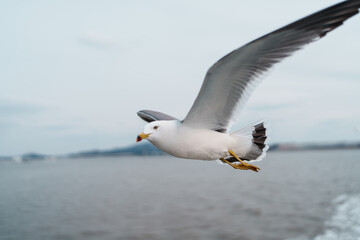seagull in flight