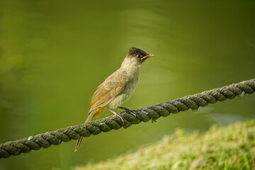 Close-up of the crested bird - Pycnonotus jocosus