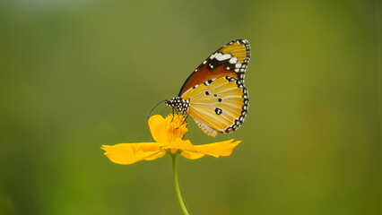Close-up of Danaus chrysippus butterfly sucking nectar