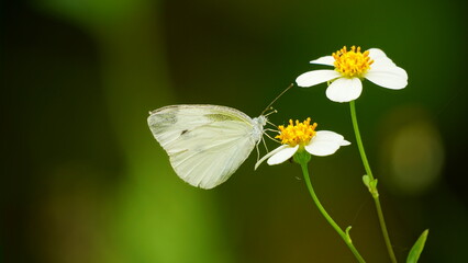 Close-up of white butterfly sucking nectar