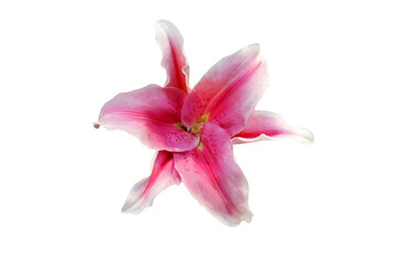 Close-up of beautiful blooming lily flowers isolated on transparent background png file.