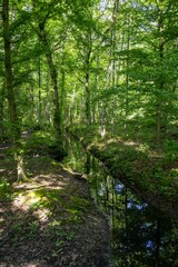 forest in the morning