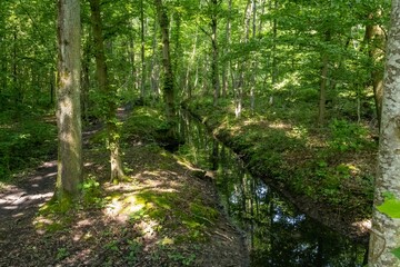 forest in the morning