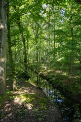 Obraz premium forest in the morning