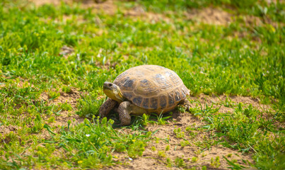 Turtle in the steppe of Kazakhstan. Turtle in the grass.