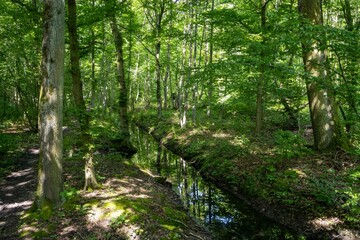 forest in the morning