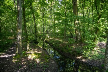 forest in the morning