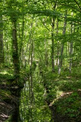 forest in the morning