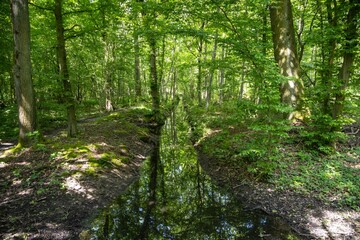 forest in the morning