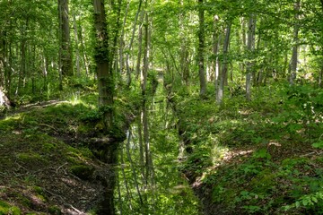 forest in the morning