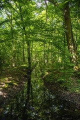 forest in the morning
