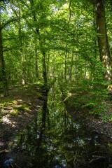 forest in the morning