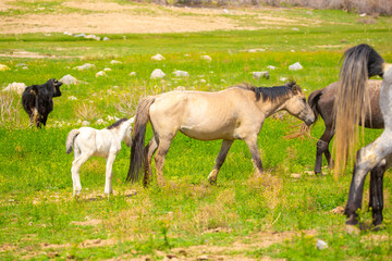A herd of horses graze in the meadow in summer, eat grass, walk and frolic. Pregnant horses and foals, livestock breeding concept.
