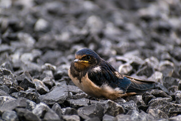 Little swallow resting on black pebbles, hirundo