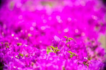 Blooming pink Bougainvillea spectabilis looks like a wall. A hedge of beautiful bougainvillea...