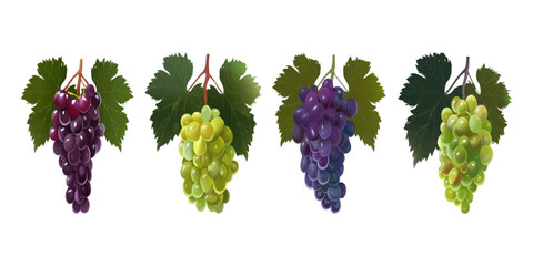 Set of grapes on white background