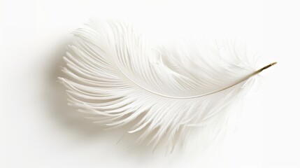 white feather isolated on whitebackground