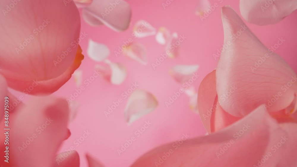 Poster super slow motion of falling rose petals on colored background. camera placed on high speed cine bot