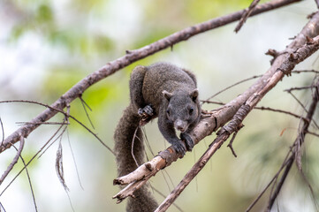 Squirrel perched on a tree.