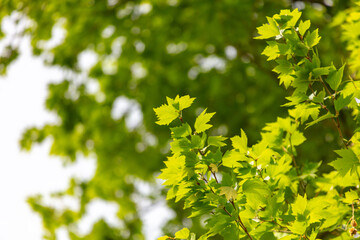 Green leaves on a tree in nature