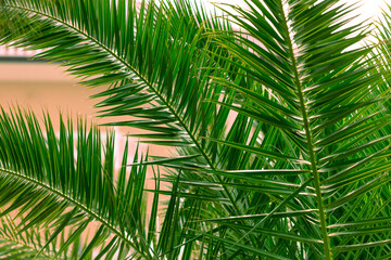 Green palm leaves in nature
