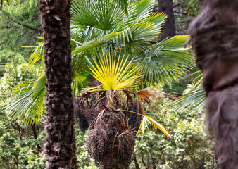 Green palm leaves in nature