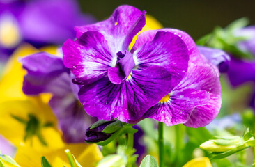 Multi-colored violets in a park in nature