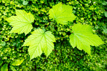 Green leaves on a tree in nature