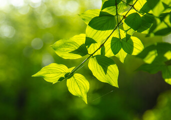 Green leaves on a tree in nature