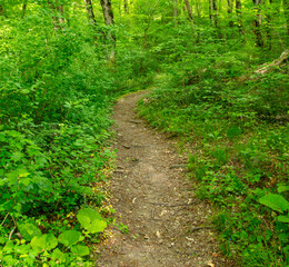 Dirt road in the forest in nature in summer