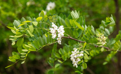 Blooming white acacia flowers on nature